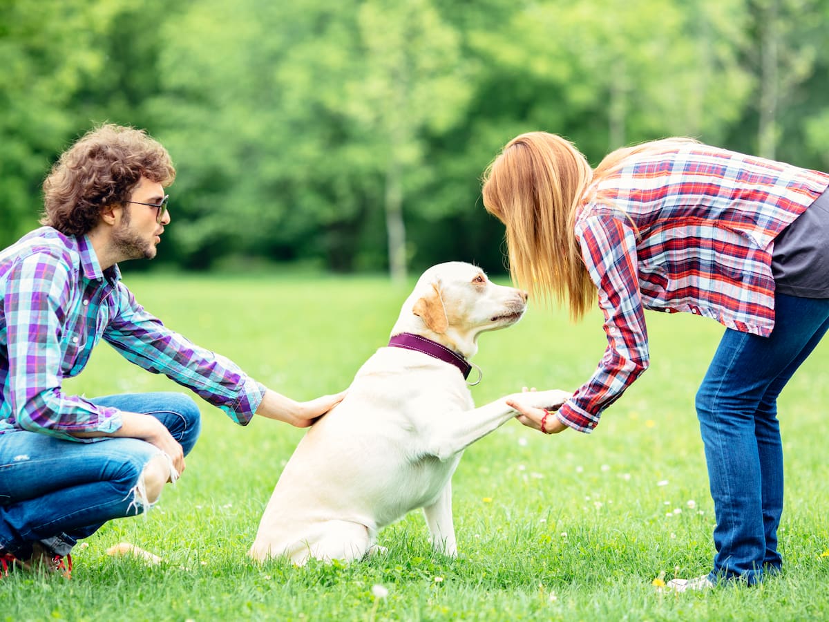 ¿Cómo saludar a un perro? Forma correcta según adiestradores caninos