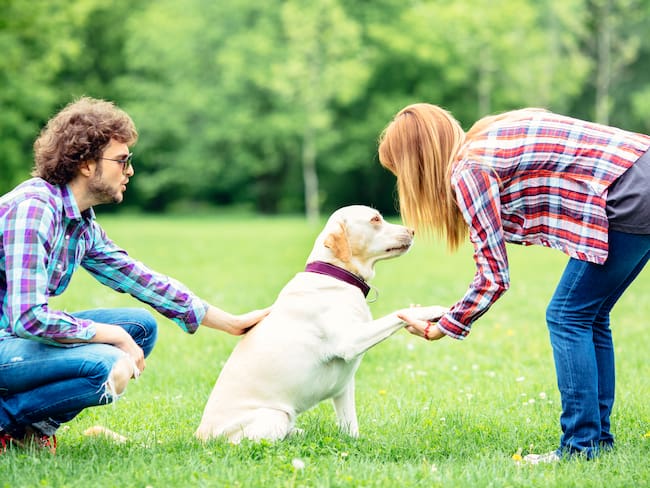 Cómo saludar a un perro. Imagen vía Getty Images