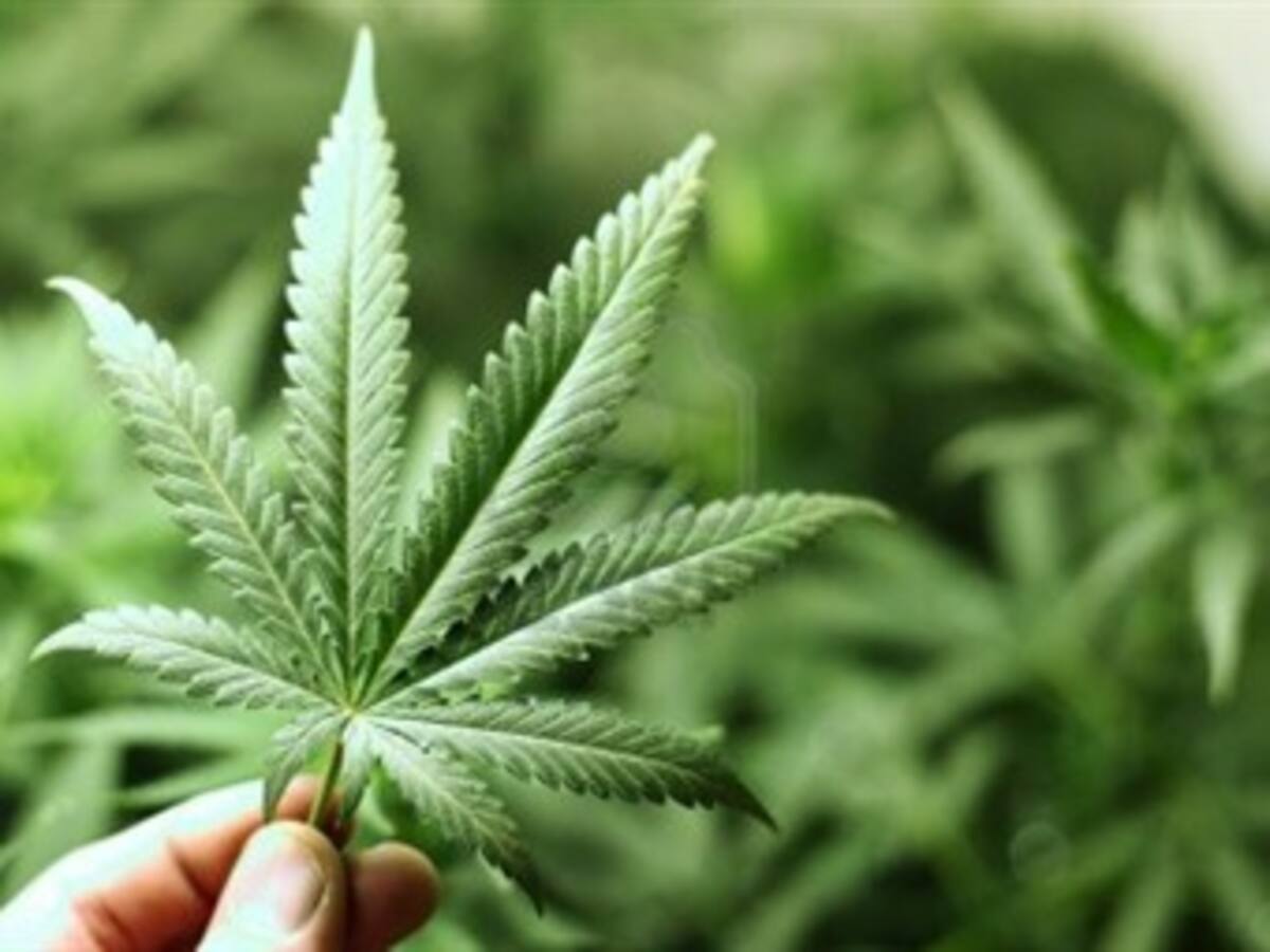 Senado uruguayo aprueba legalizar producción y venta de marihuana