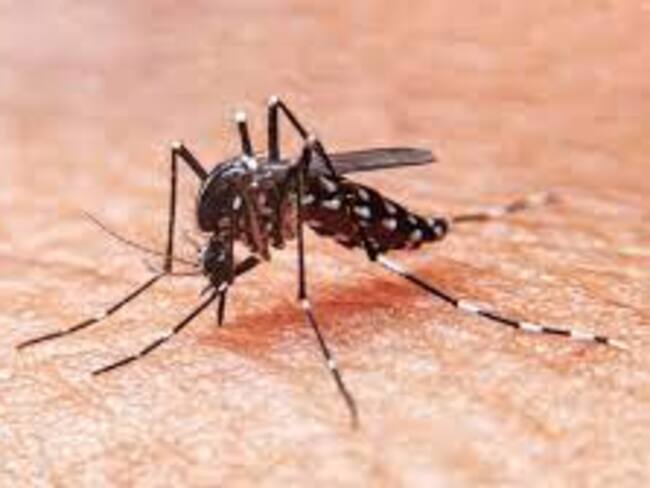 Mosquito transmisor del dengue