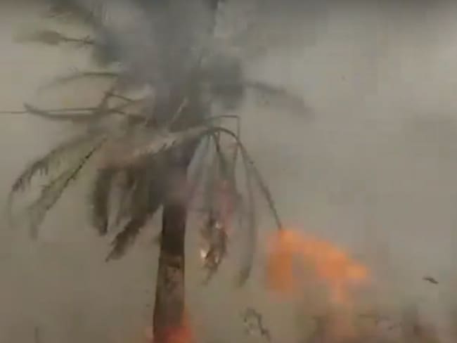 Incendio acaba con cultivos de palma en Puerto Wilches, Santander