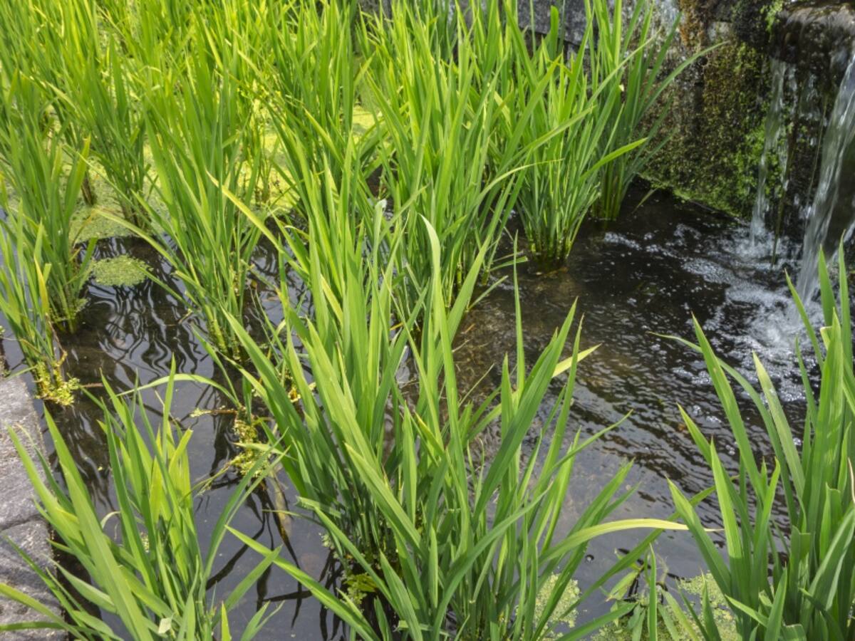 Ruptura de dique pone en riesgos cultivos de arroz en Nechí, Antioquia