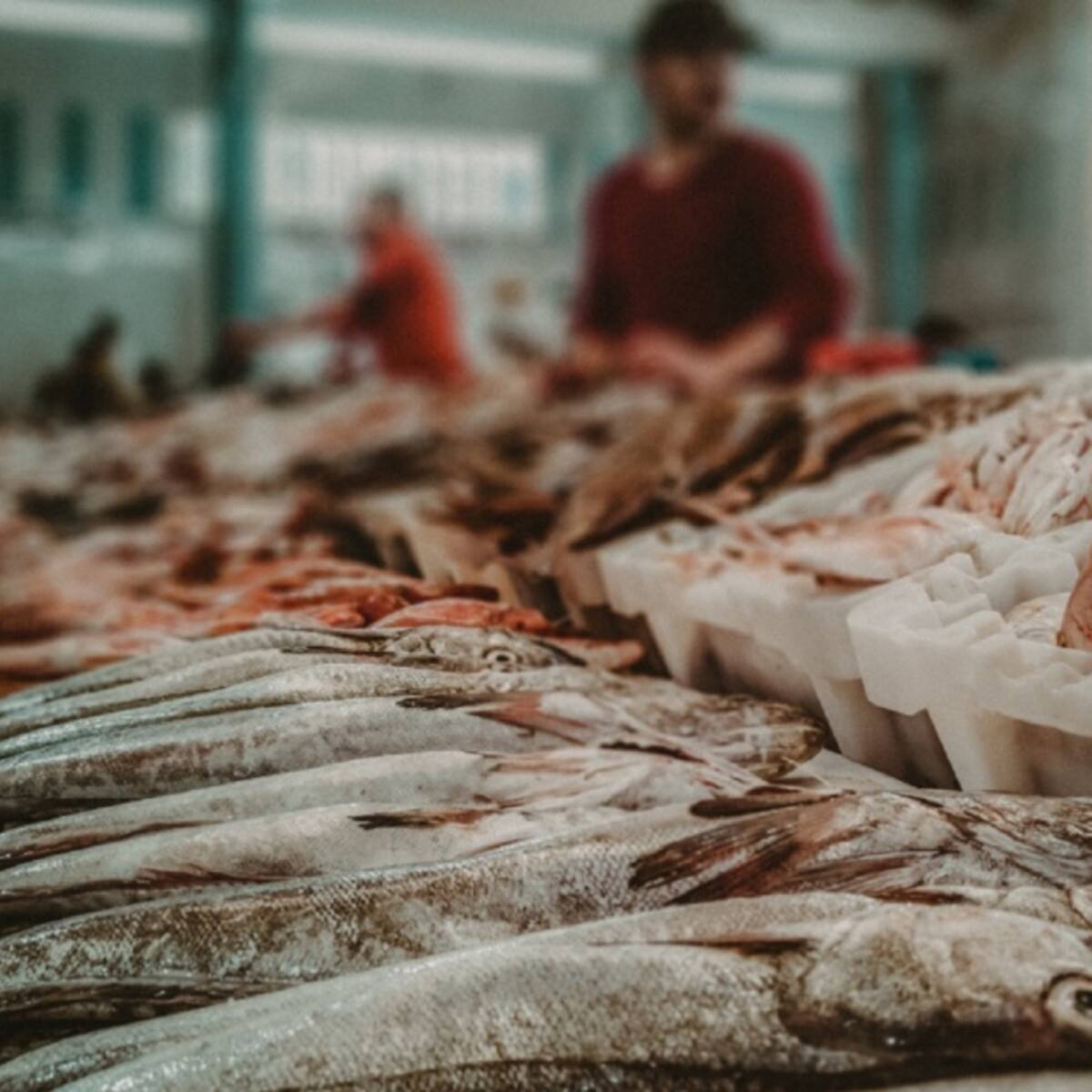 Aumenta demanda en el consumo del pescado en Cúcuta