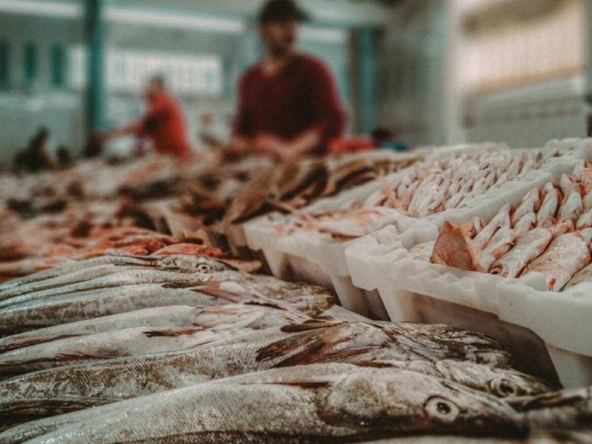 Aumenta demanda en el consumo del pescado en Cúcuta