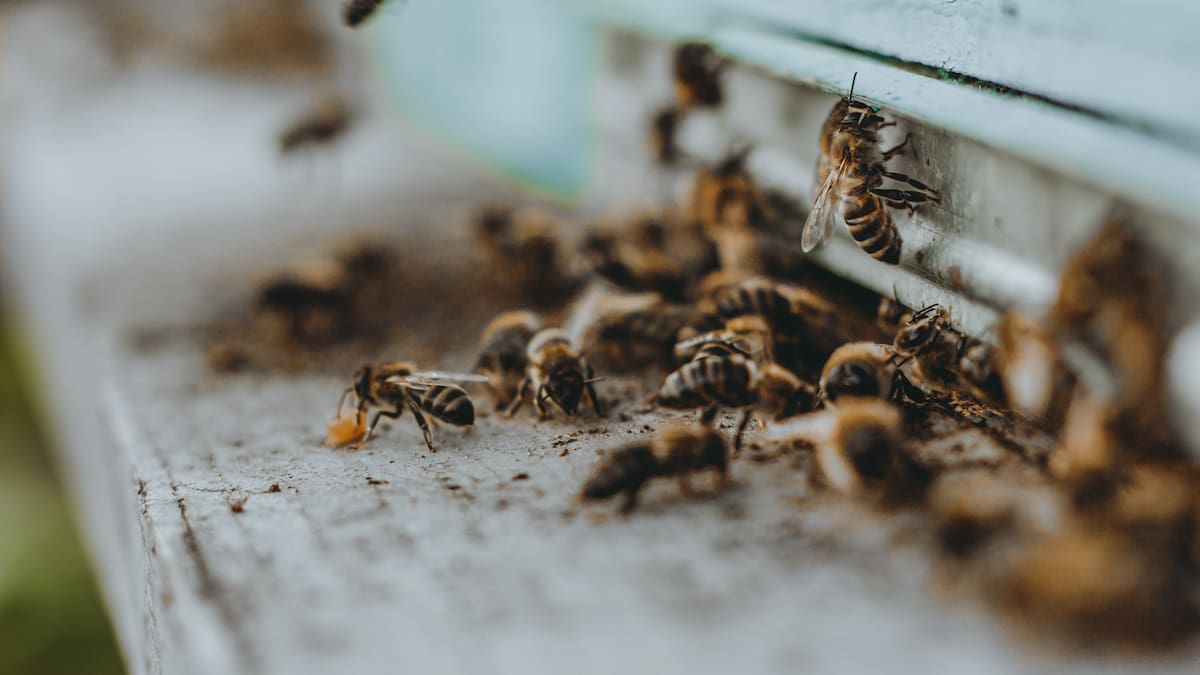 ¿Está creciendo el número de colmenas en Colombia? Habla experto