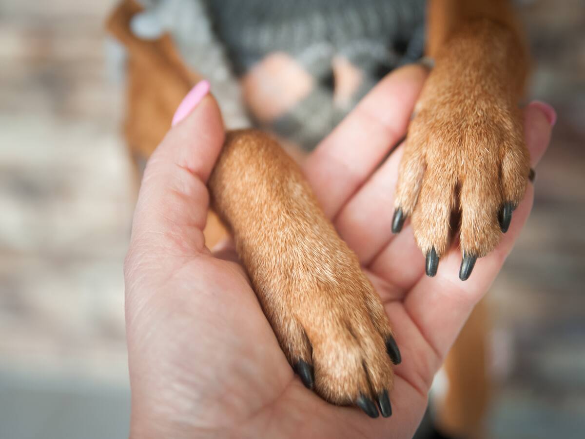 Razas de perros que los veterinarios no recomiendan tener en casa: estas son las razones