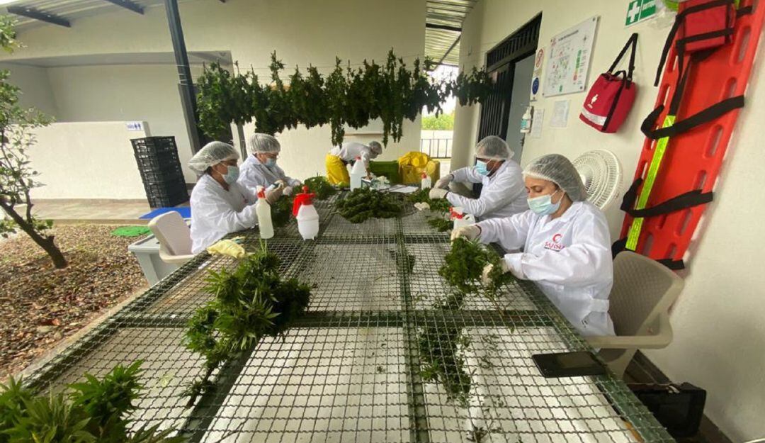 El Huila teniene la primera empresa productora de cannabis medicinal con certificación BPA otorgada por el Instituto Colombiano Agropecuario ICA.