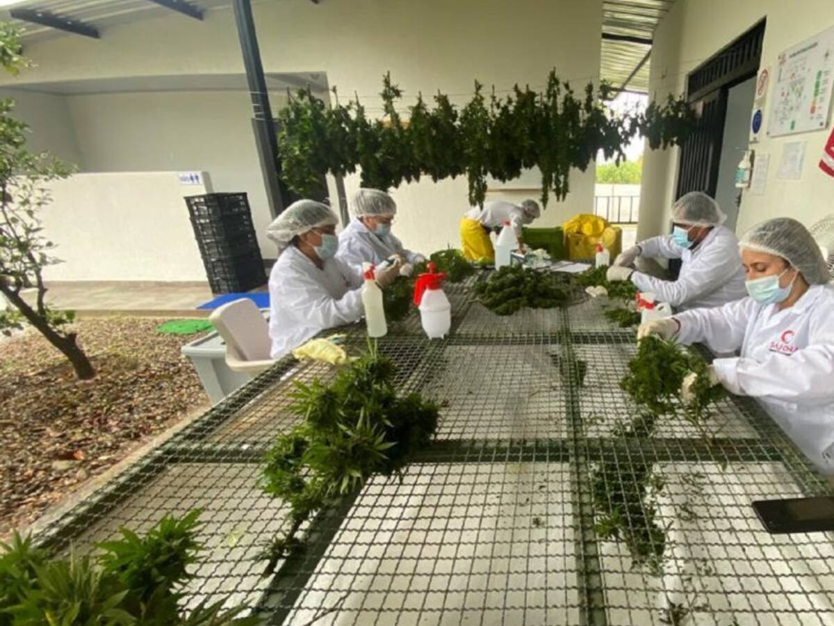Huila, pionero en producción de cannabis medicinal