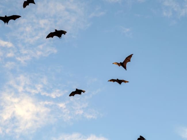 Caso de rabia humana en Huila fue trasmitido por murciélago, dice MinSalud