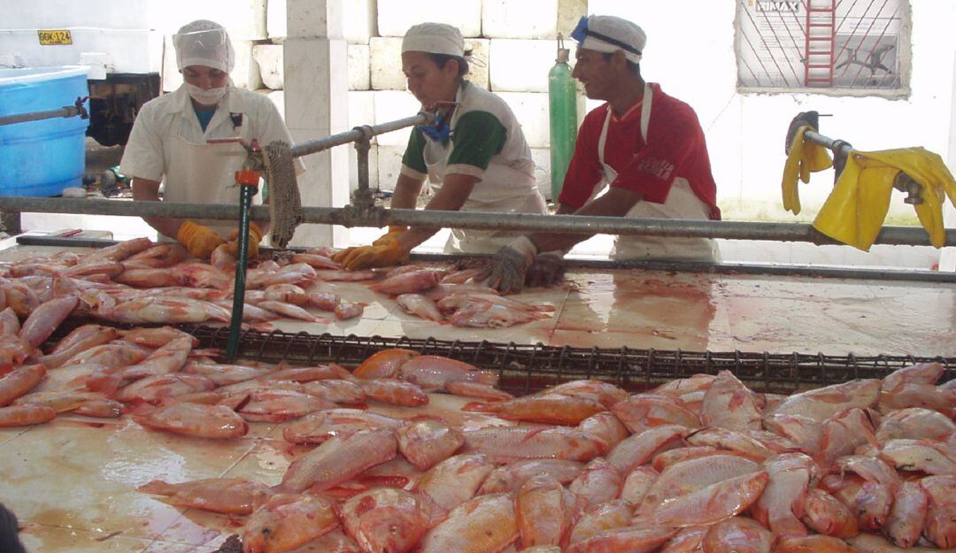 En el año 2021 las cifras están por el orden de 70 millones de dólares  las exportaciones y un volumen cercano a las 13000 toneladas de filete  