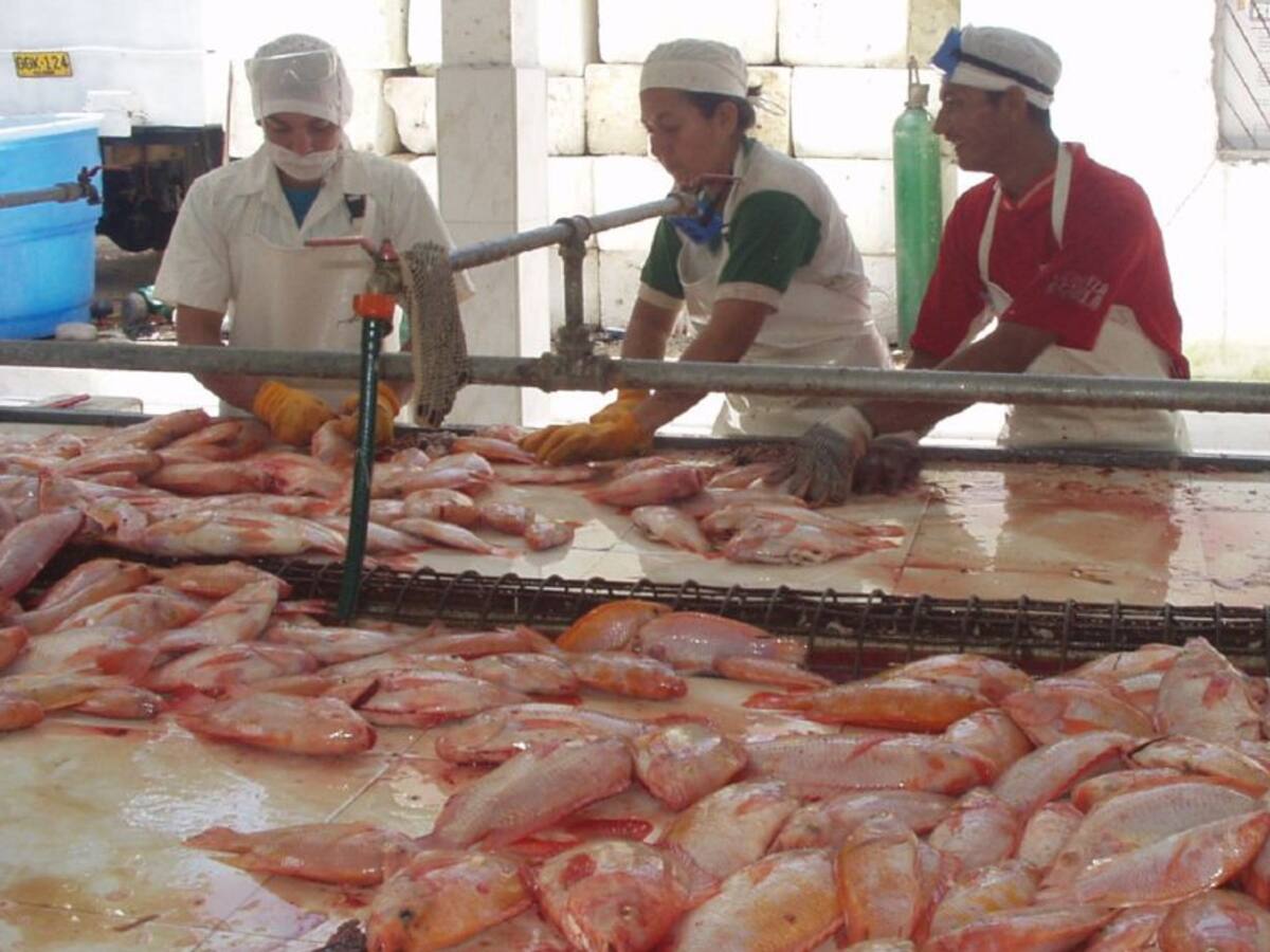 Acuicultura del Huila una de las más importantes en el mundo