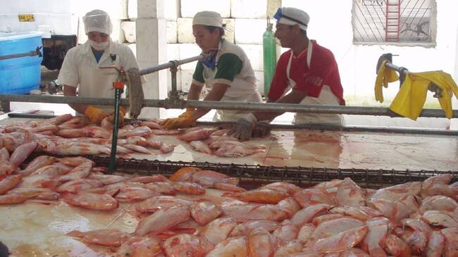 En el año 2021 las cifras están por el orden de 70 millones de dólares las exportaciones y un volumen cercano a las 13000 toneladas de filete