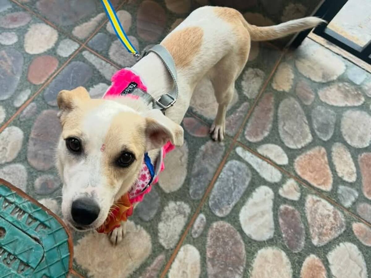 ‘Kim’, perrita que murió atropellada en Armenia al escapar de ruidos por pólvora