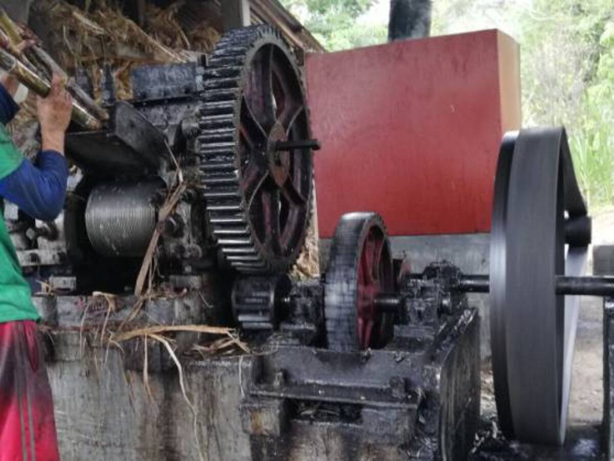 Indígenas en la Sierra Nevada producen panela de exportación