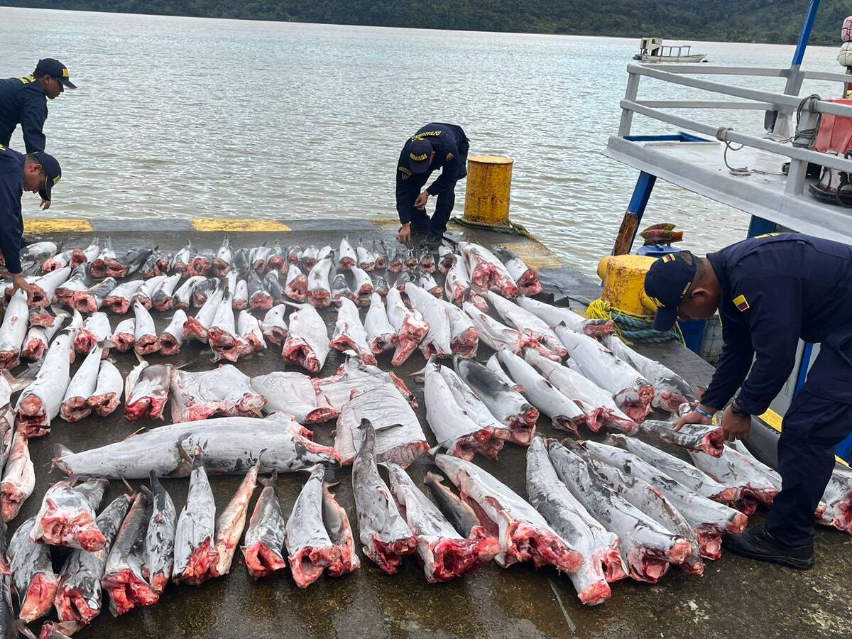 En 10 años la Armada de Colombia ha incautado más de 300 toneladas de especies marítimas