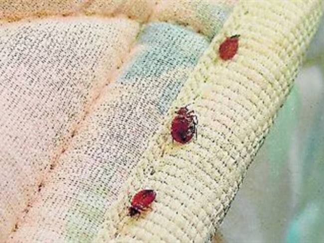 Las chinches de cama invaden España
