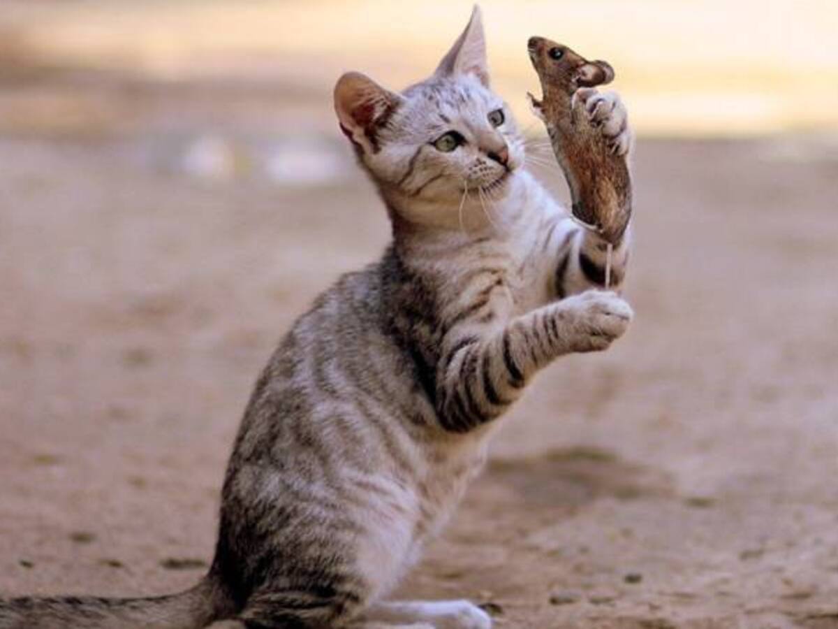Gato y ratón, un amor fuera de lo común