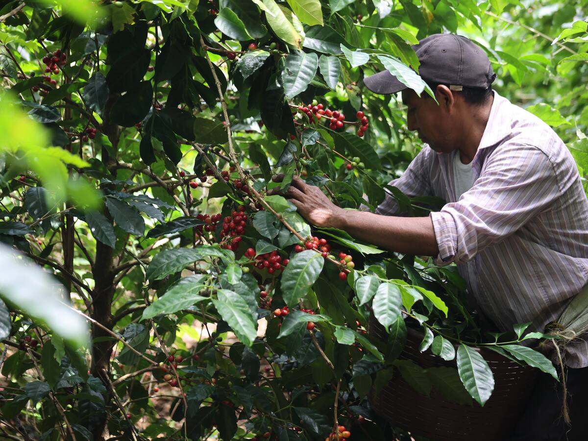 Parte alta de la Sierra Nevada requiere de cinco mil recolectores para la cosecha cafetera