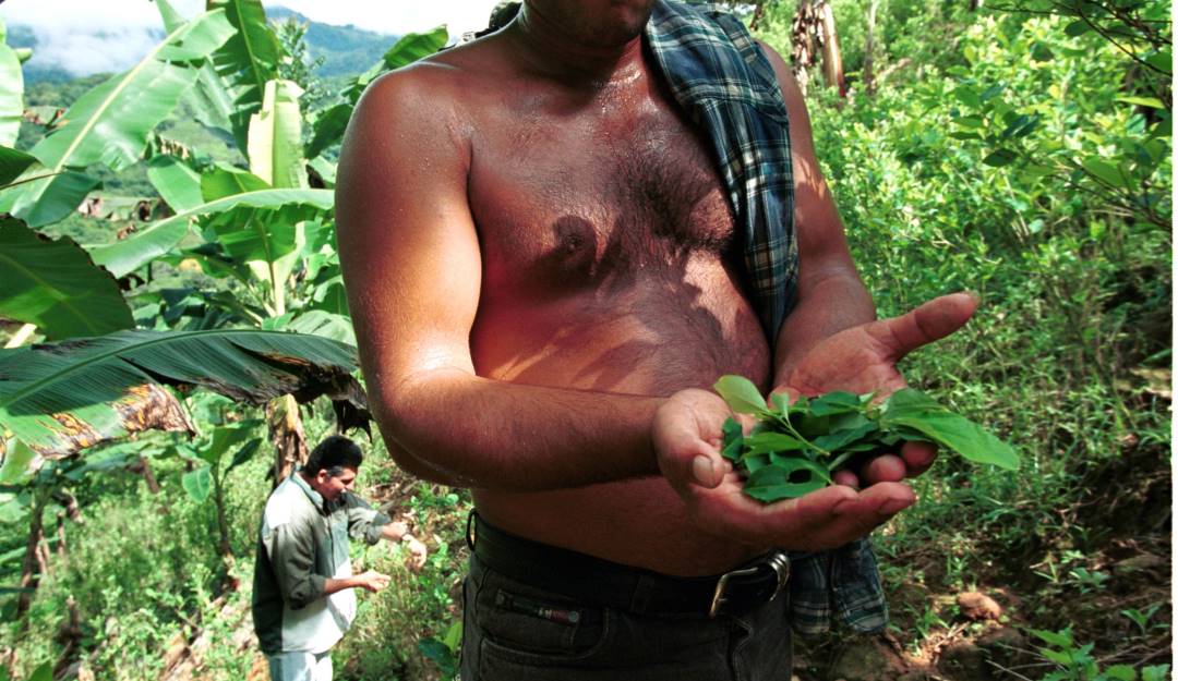 Recolección cocalera en Caquetá, Colombia.                  Foto: Getty 