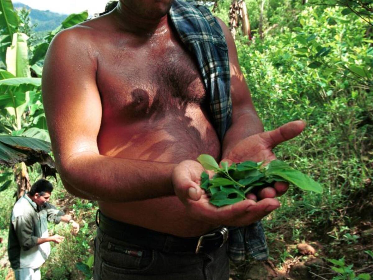 Colombia aumentó un 8% la producción de cocaína con menos cultivos: ONU