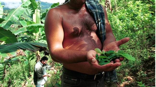 Recolección cocalera en Caquetá, Colombia. Foto: Getty