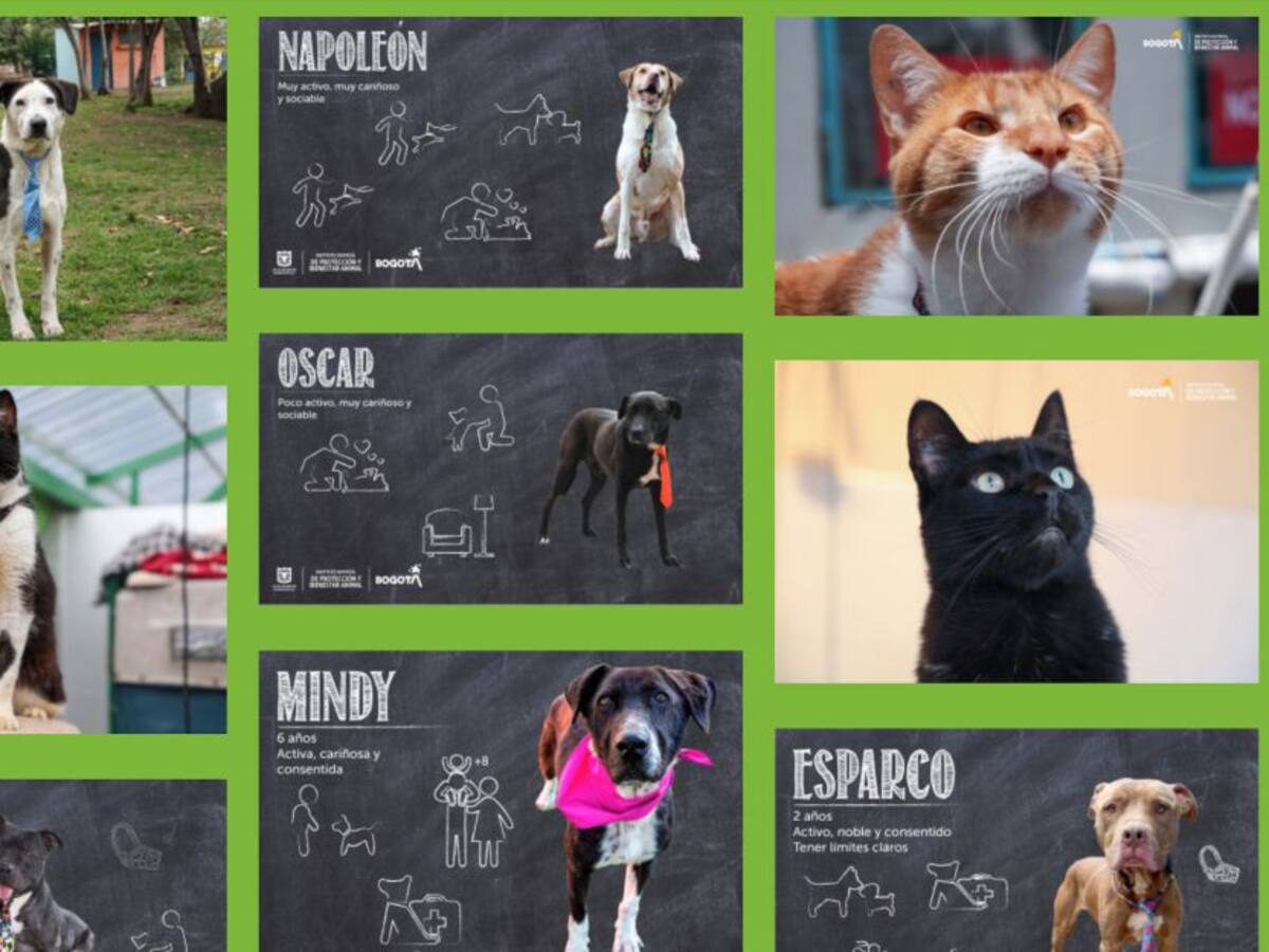Jornada de adopción: Perritos y gaticos adultos buscan una familia