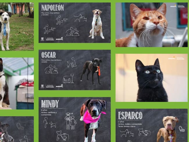 Adopción de perritos y gaticos
