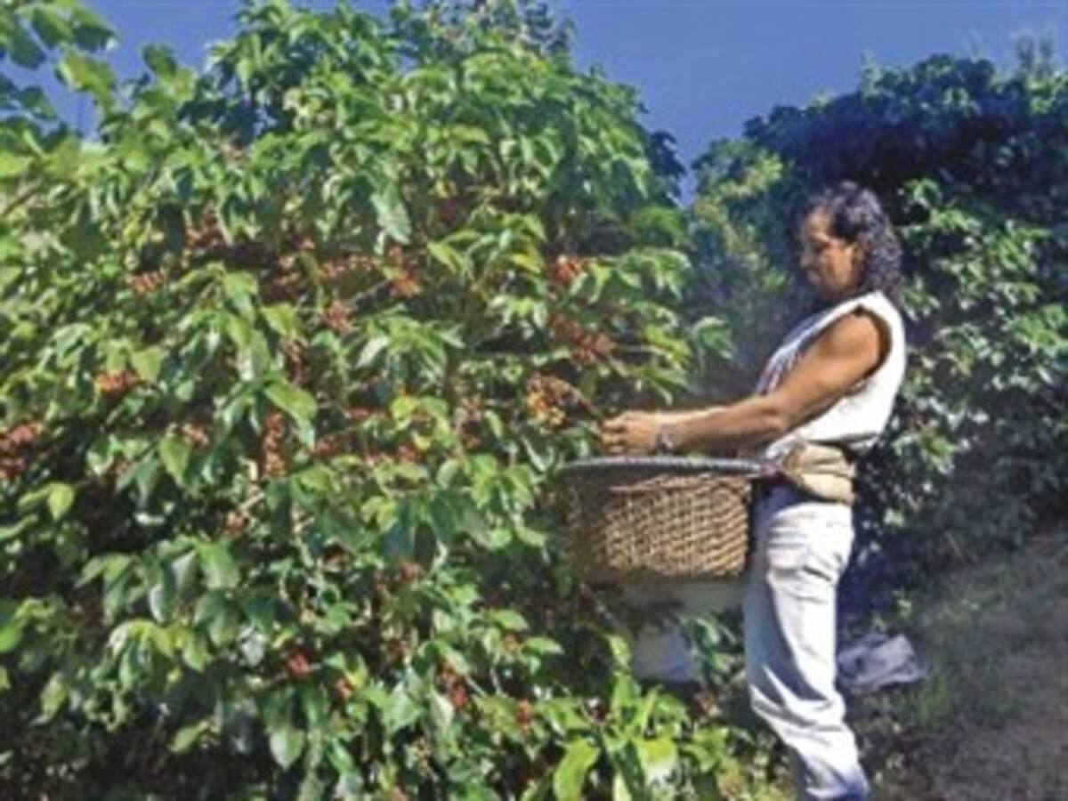 Se acabaron los recolectores de café en Colombia: Fedecafe