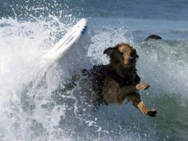 Los perros tuvieron su fin de semana surfeando