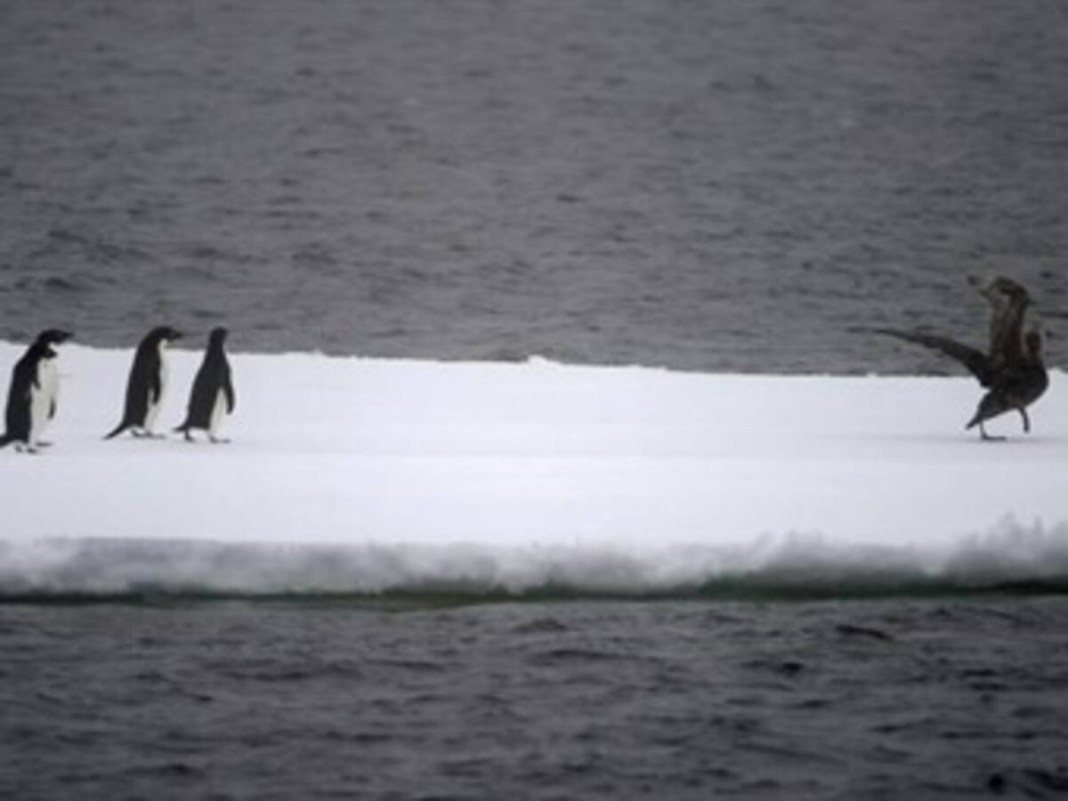 DiCaprio pide la creación de la mayor reserva marina del mundo