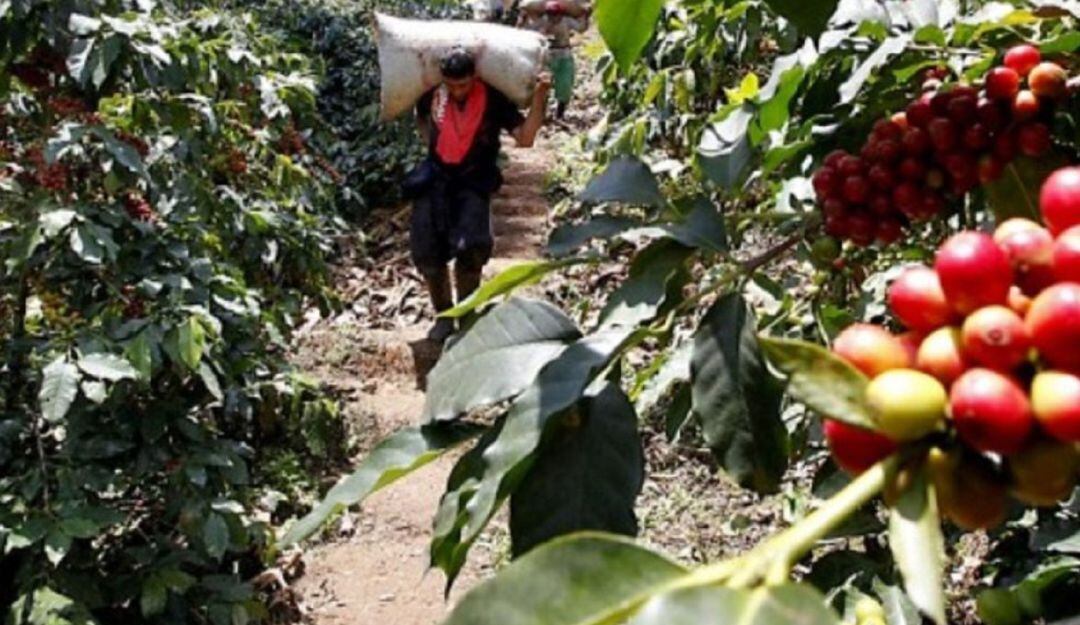 El cambio climático en el Huila genera disminución entre el 20 y 30% de la producción cafetera; así lo reportó el Comité de Cafeteros en esta región. 
