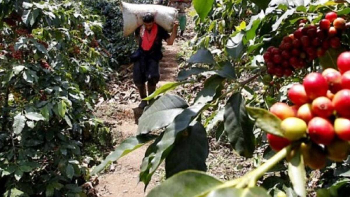 Fenómeno de “La Niña” impacta producción cafetera en el Huila