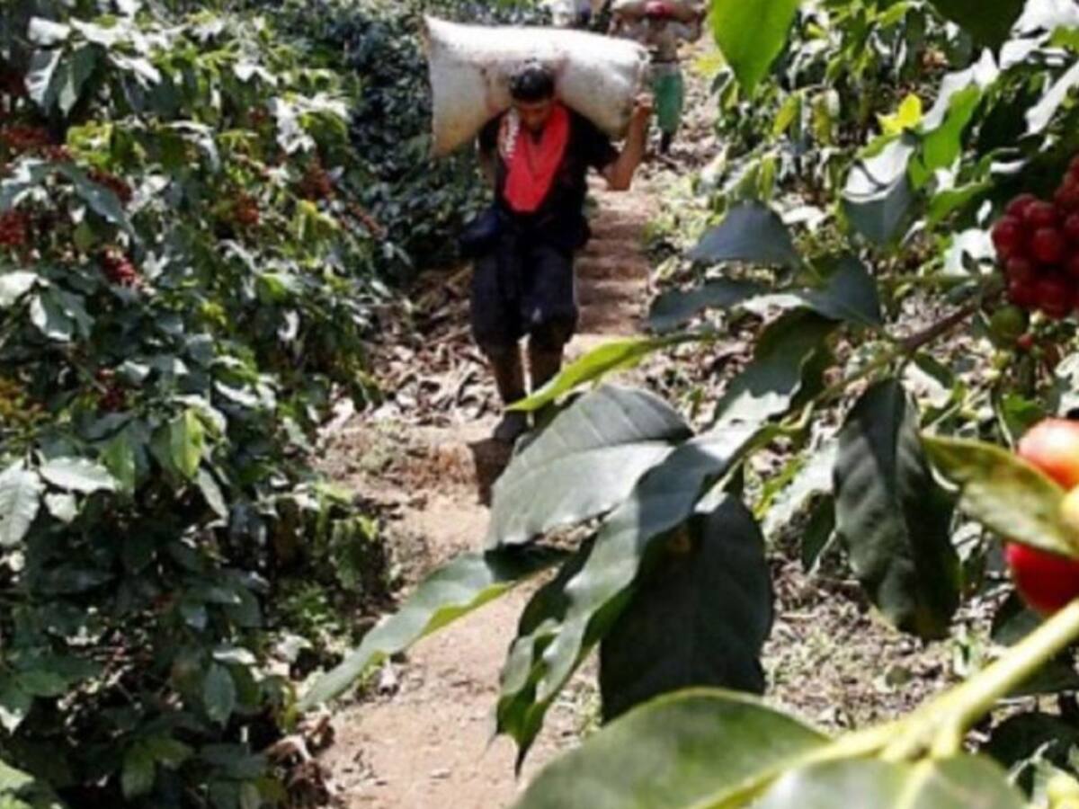 Fenómeno de “La Niña” impacta producción cafetera en el Huila