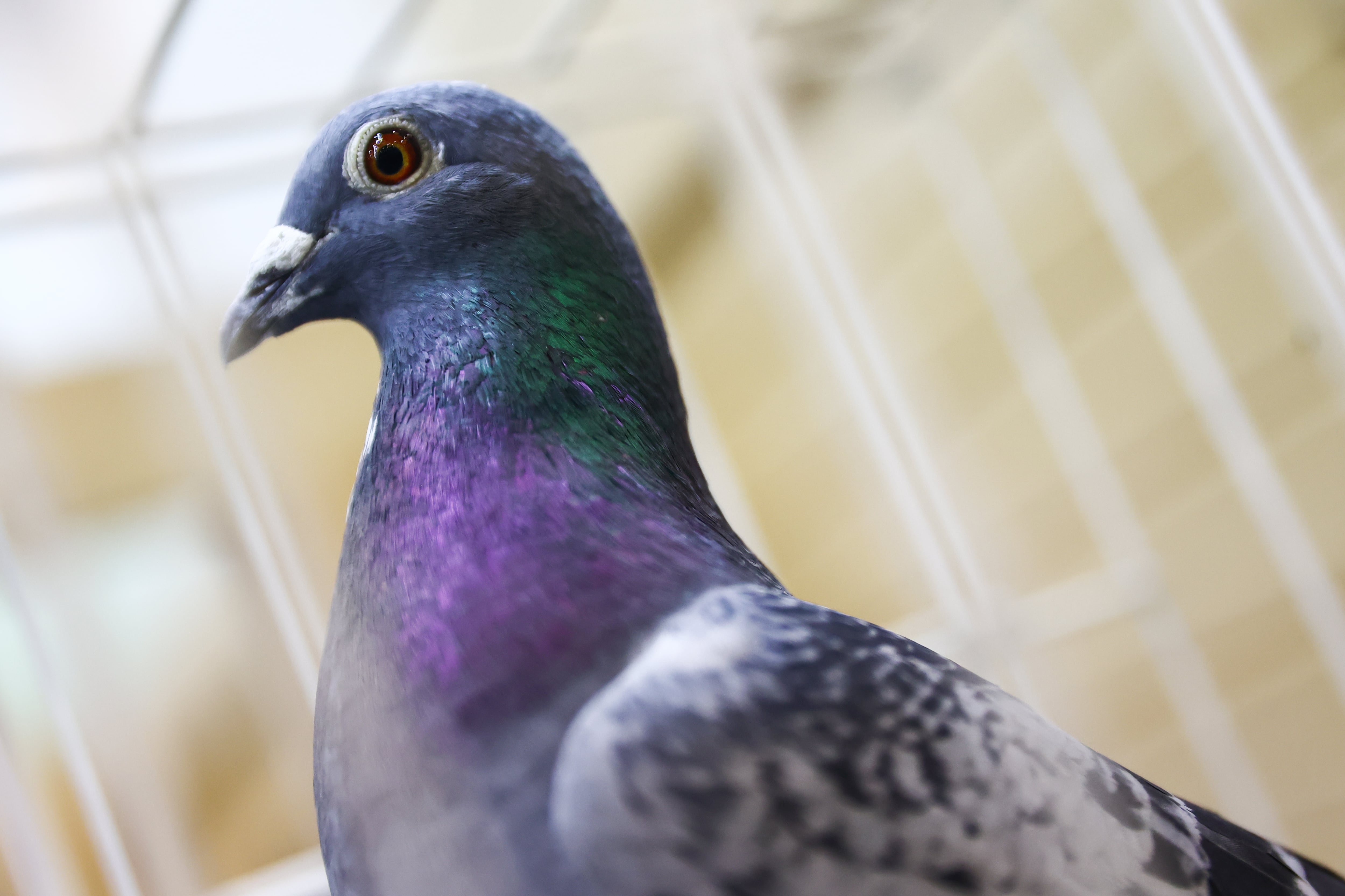 Paloma con 30 gramos de metanfetamina fue atrapada en cárcel de Canadá