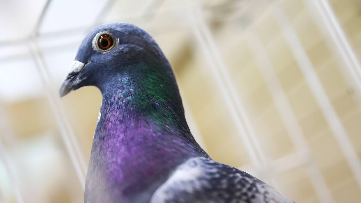 Paloma con 30 gramos de metanfetamina fue atrapada en cárcel de Canadá