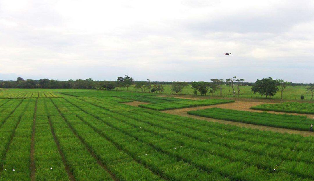 Más de 1000 hectáreas de arroz han sido remplazadas por otros productos en el Huila.