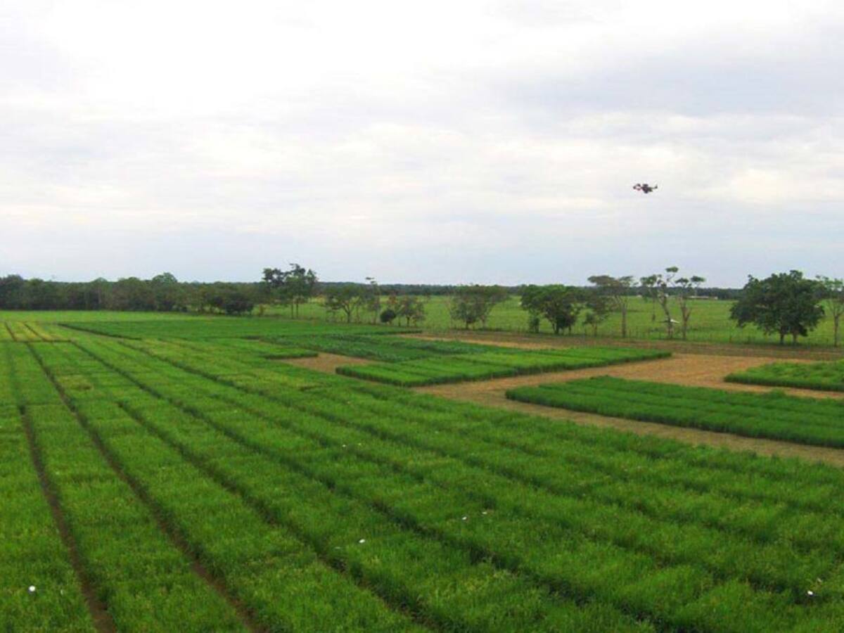 Cultivos de arroz sustituidos por algodón en el Huila