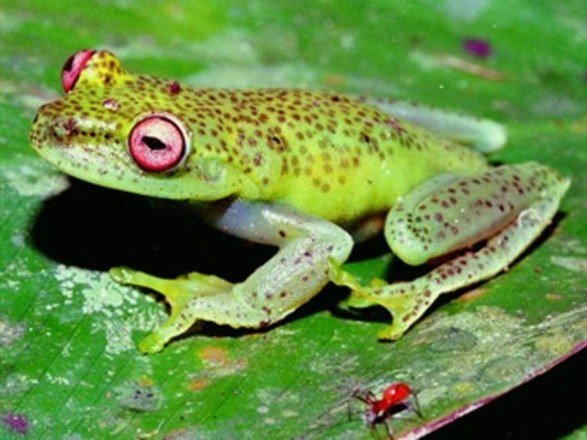 Latinoamérica es el área del mundo con más extinción de anfibios y reptiles