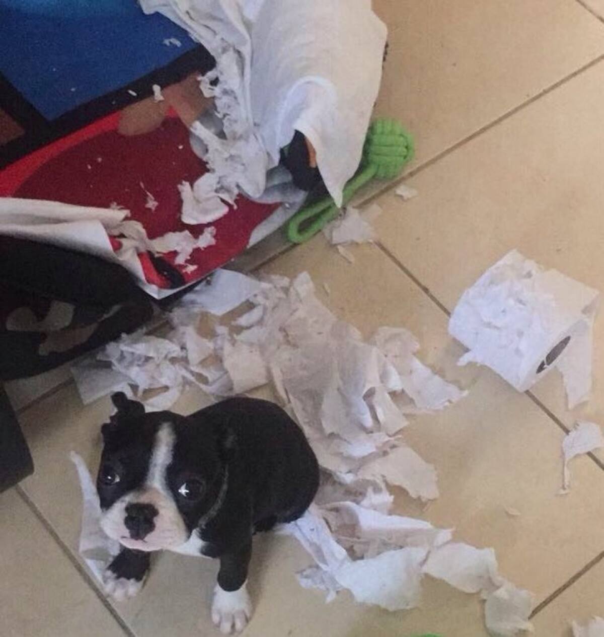 Margara Sánchez nos envío la foto de su perrito Oreo quien no quiere mucho el papel higiénico 