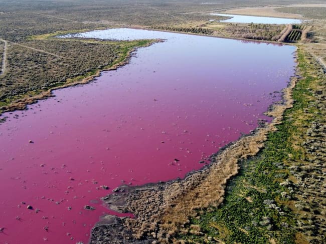 Vista aérea de una laguna que se volvió rosa debido a un químico utilizado para ayudar a la conservación del camarón 