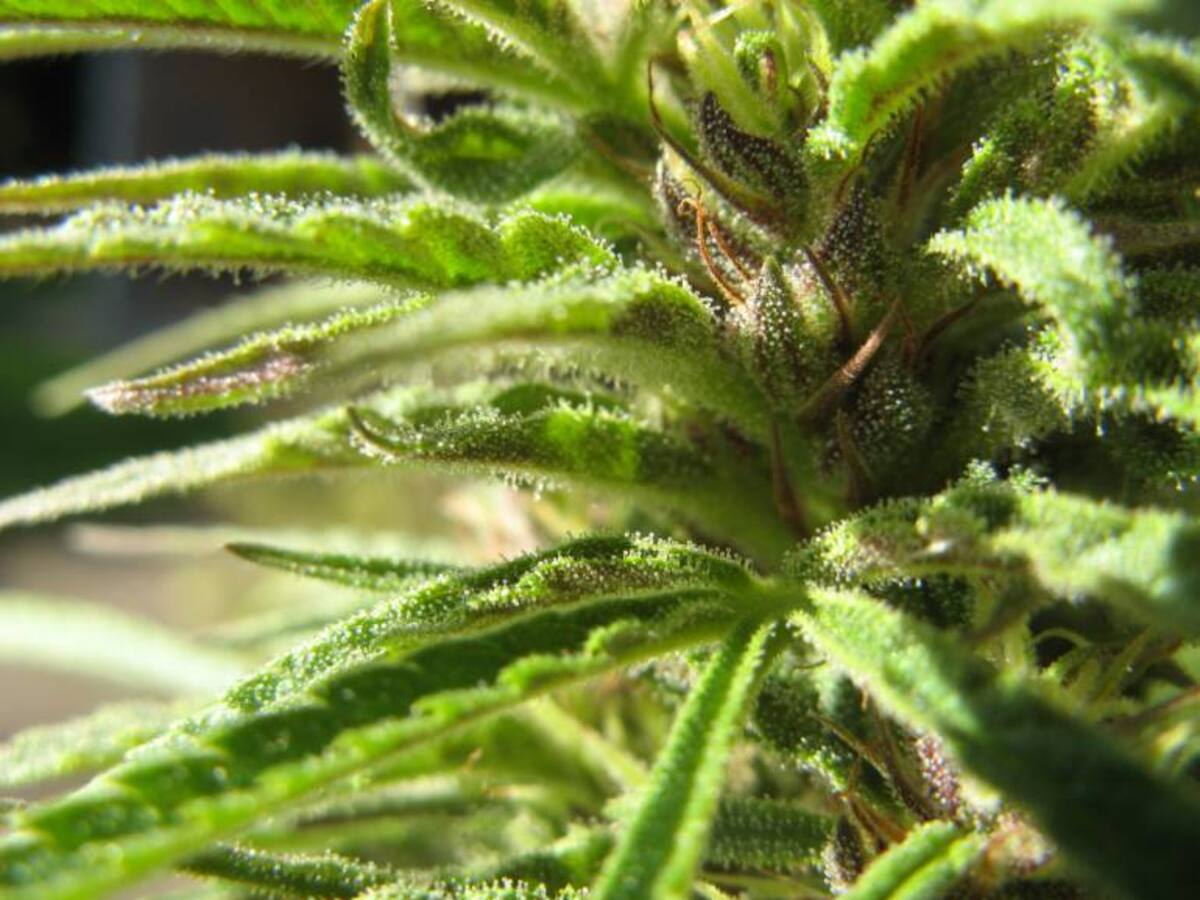 Las mujeres lideran investigaciones a favor del cannabis terapéutico