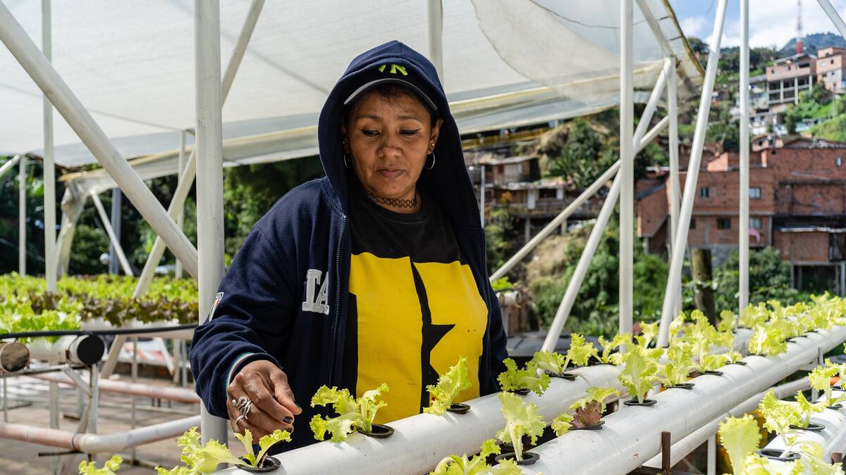 Las razones de la alta inseguridad alimentaria en Colombia. Analiza Felipe Roa, de Uniandes