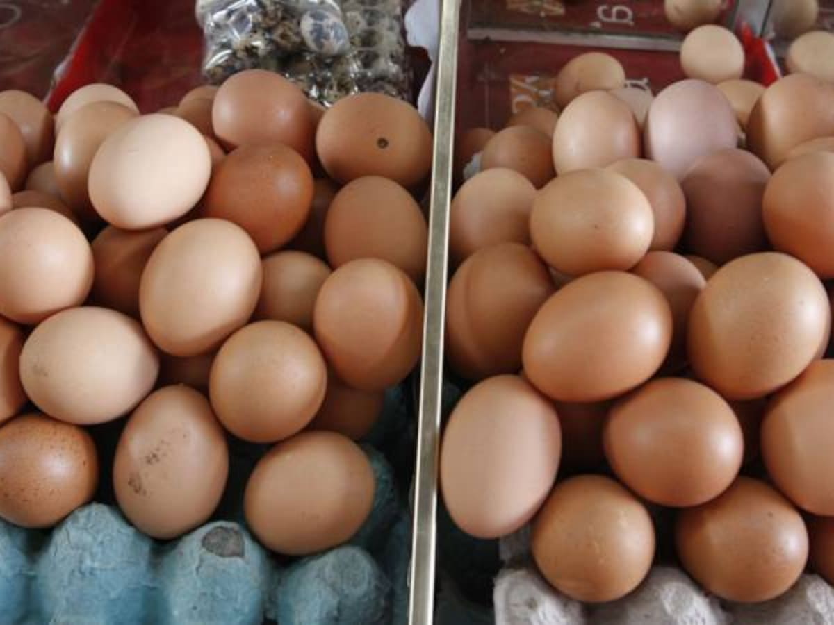 ¿Por qué Francia prohibirá venta de huevos de gallinas criadas en jaulas?