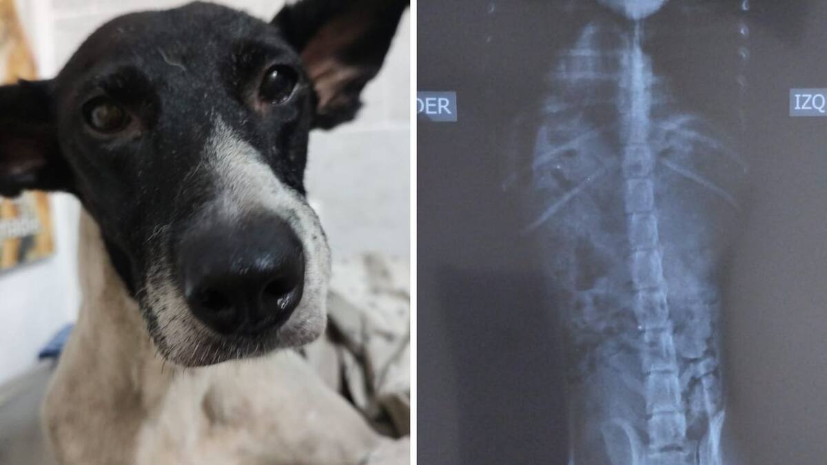 Dany García, fundadora de Adogtanos