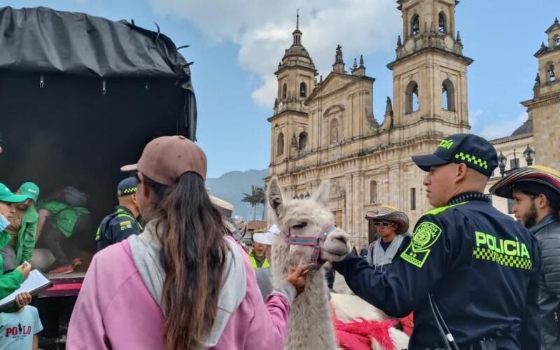 Llamas rescatadas en la Plaza de Bolívar.