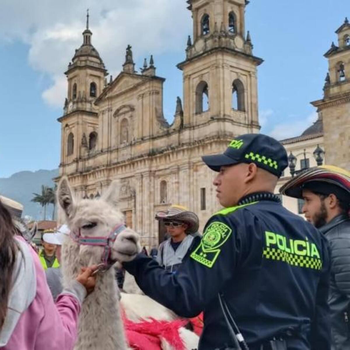 Tres llamas que estaban siendo explotadas en la Plaza de Bolívar fueron rescatadas