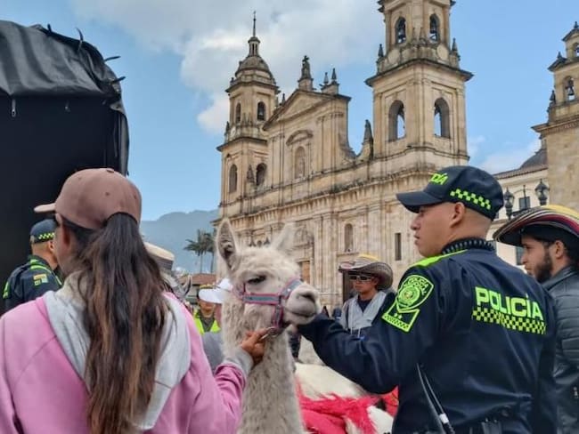 Llamas rescatadas en la Plaza de Bolívar.