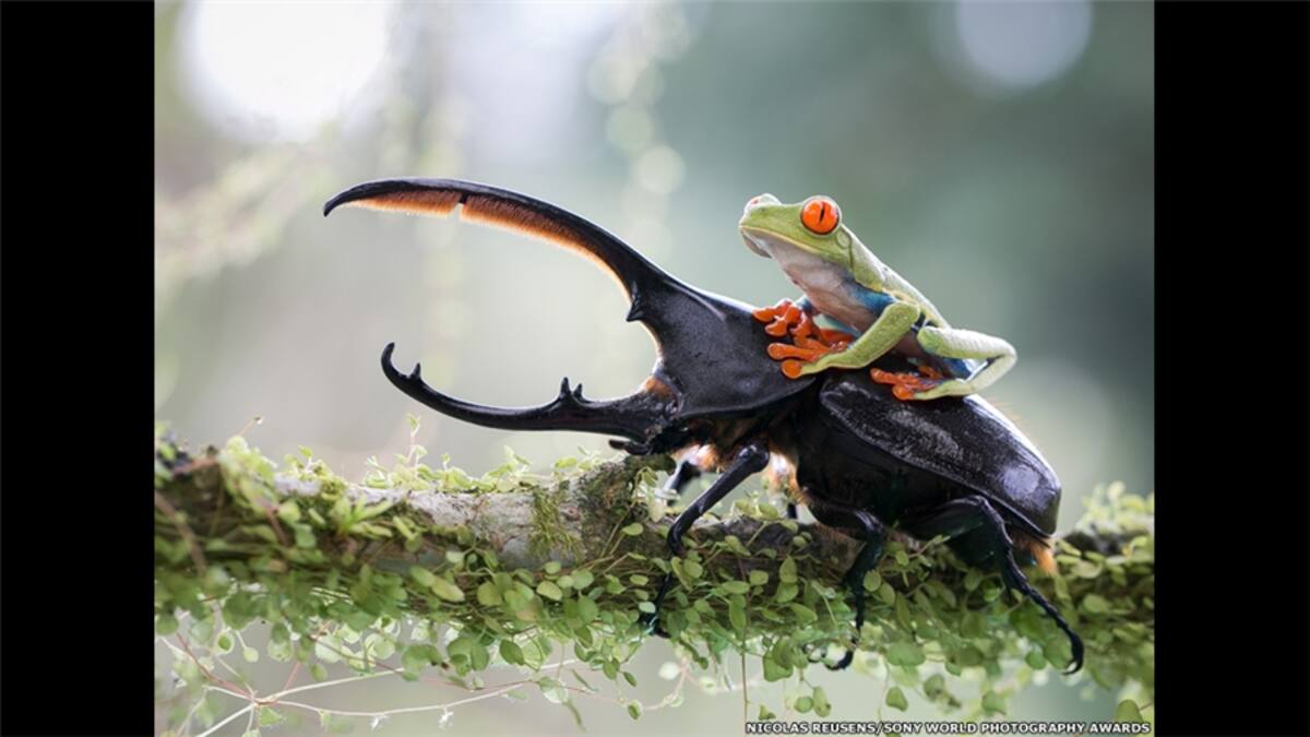 Joyce Le Mesurier tomó esta imagen de una bailarina enmascarada y un niño butaneses que se preparan para participar en un festival en Tamshing Lhakhang, Bumthang, para la categoría Artes y Cultura.