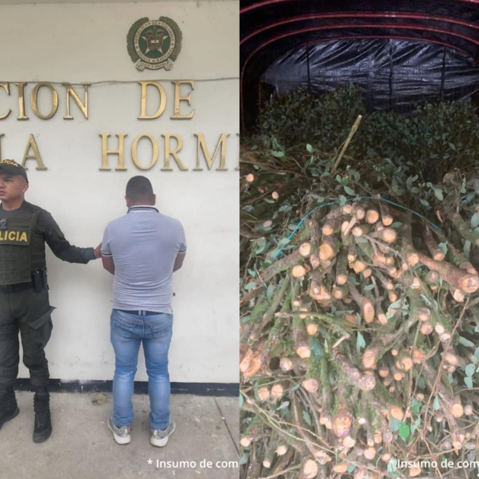 El hombre transportaba las semillas de coca en una camioneta que al parecer iba con destino al país de Ecuador.