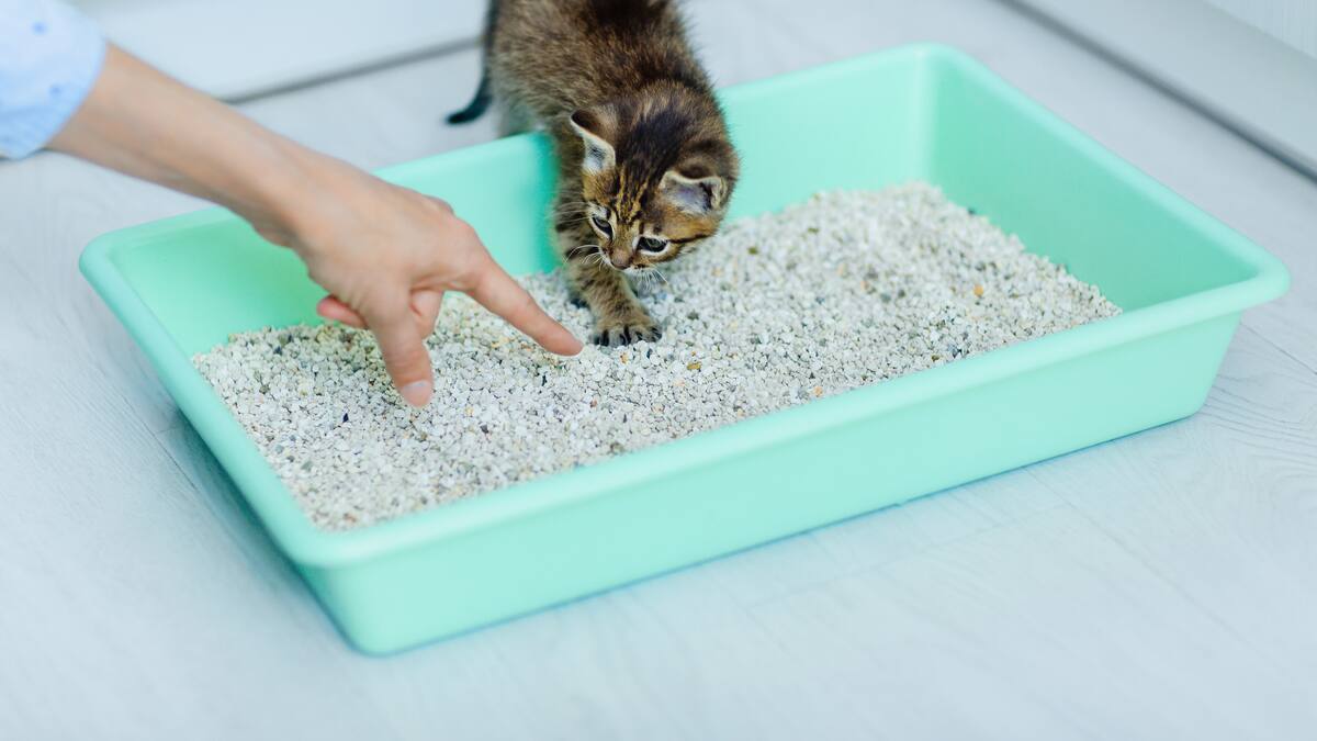 ¿Lo ha pensado? Este es el mejor lugar para el arenero del gato en la casa: cuántos tener